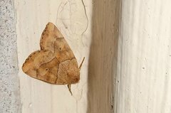 Cosmia trapezina