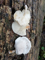 Ossicaulis lignatilis