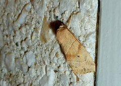 Cosmia trapezina