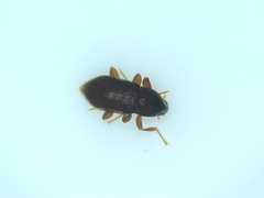 Zaitzeviaria gotoi
