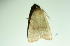 Cosmia trapezina