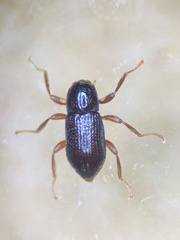 Zaitzeviaria gotoi