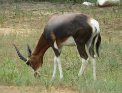 Damaliscus pygargus pygargus