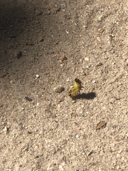 Lophocampa