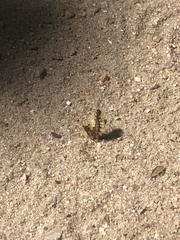 Lophocampa