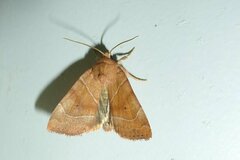 Cosmia trapezina
