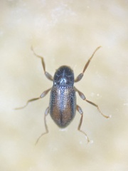 Zaitzeviaria brevis
