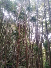 Dracophyllum elegantissimum