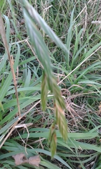 Bromus catharticus