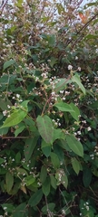Persicaria chinensis