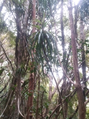 Dracophyllum elegantissimum