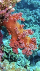 Dendronephthya hemprichi