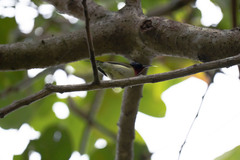 Aethopyga christinae