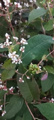 Persicaria chinensis