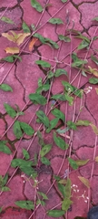 Persicaria chinensis