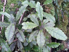 Quintinia serrata
