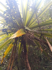 Cordyline indivisa