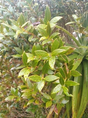 Metrosideros umbellata