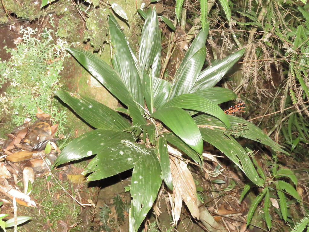 Parlor palm