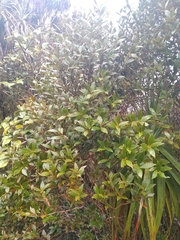 Metrosideros umbellata