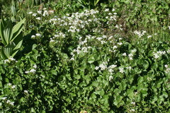 Cardamine asarifolia