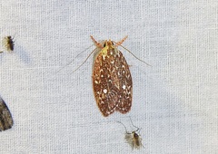Euchaetis metallota