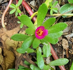 Portulaca amilis