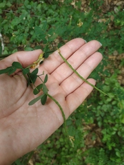 Hippocrepis emerus