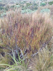 Dracophyllum