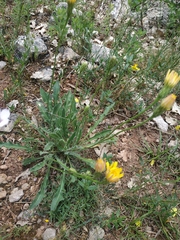 Leontodon biscutellifolius