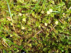 Leptinella squalida