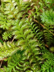 Leptinella squalida