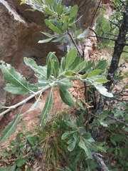 Pyrus elaeagrifolia