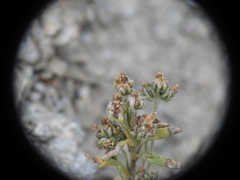 Artemisia umbelliformis