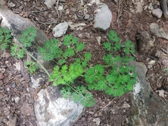 Silphiodaucus hispidus