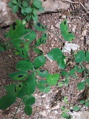 Lathyrus rotundifolius