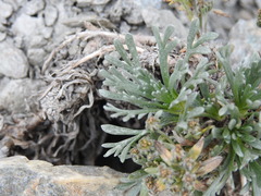 Artemisia umbelliformis