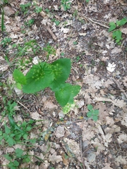 Smyrnium perfoliatum