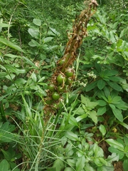 Asphodeline taurica