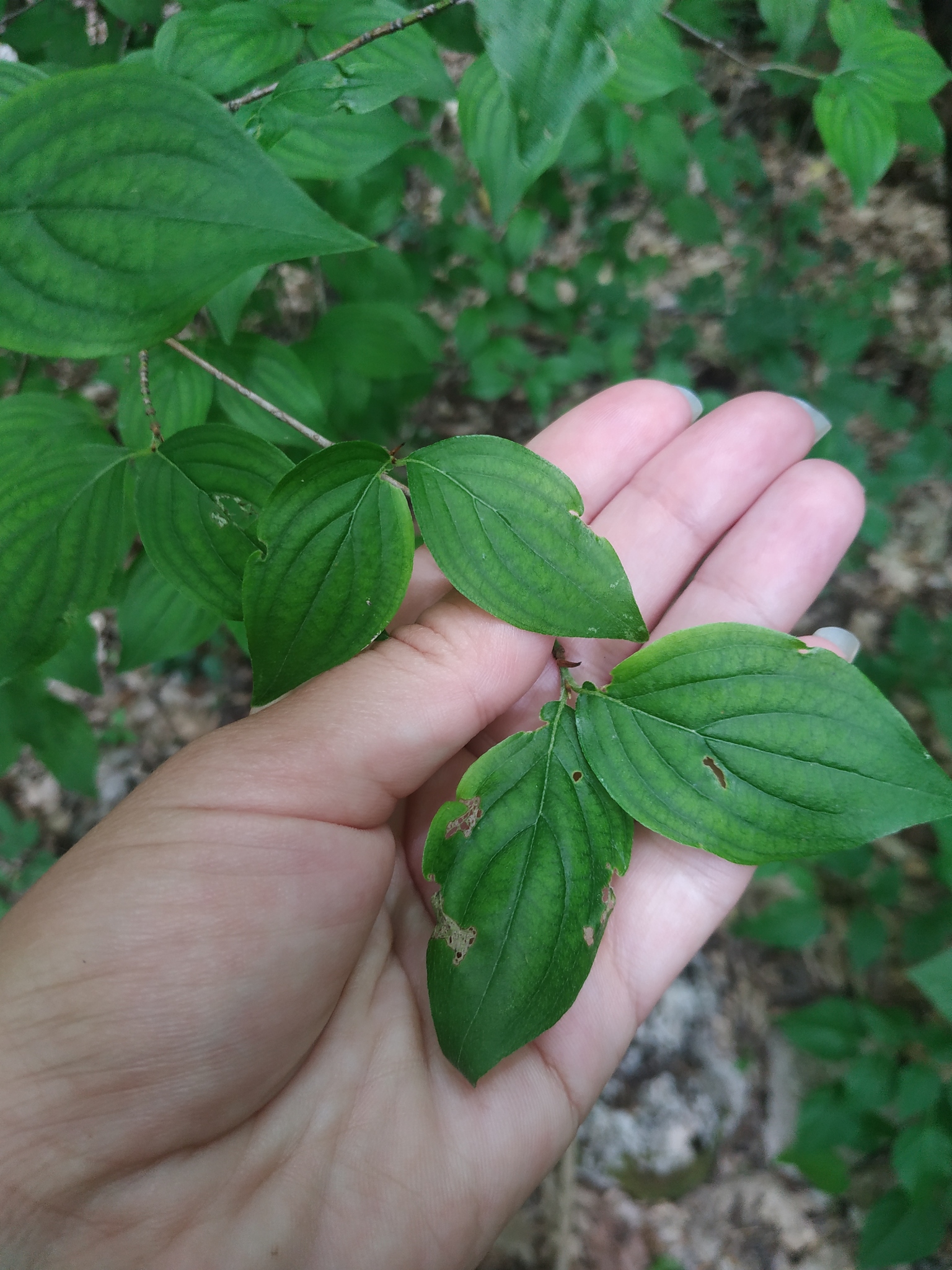 Cornus Sanguinea Subsp. Australis (C.A.Mey.) Jáv.