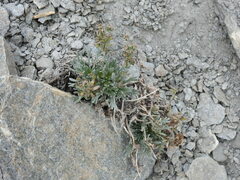 Artemisia umbelliformis