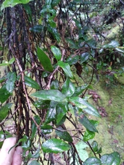 Metrosideros parkinsonii