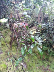 Metrosideros parkinsonii