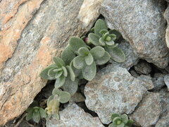 Cerastium latifolium
