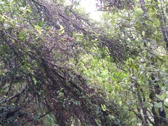 Metrosideros parkinsonii