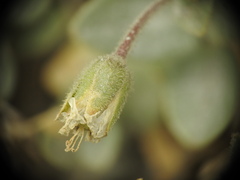 Cerastium latifolium