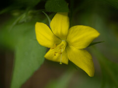 Lysimachia grammica