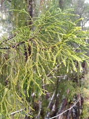 Lepidothamnus intermedius