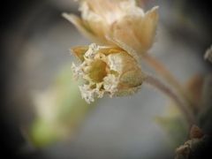 Cerastium latifolium