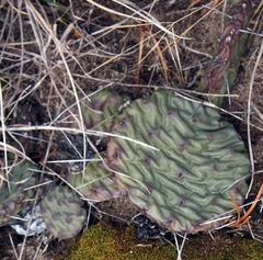 Opuntia humifusa
